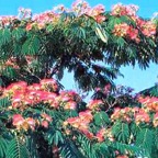 Albizia-julibrissin__1904.jpg