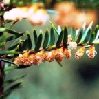 Taxus-baccata__7471.jpg